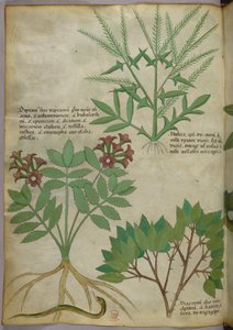 Botanische Illustration, ca. 1440 von Italian School