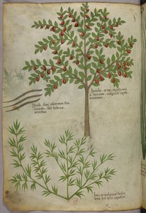 Botanische Illustration, um 1440