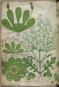 Botanische Illustration, um 1440 von Italian School