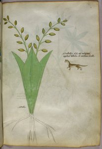 Botanische Illustration, um 1440 von Italian School