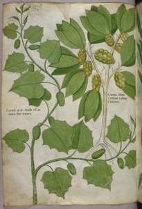 Botanische Illustration, um 1440