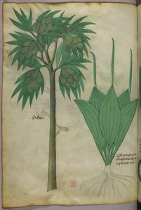 Botanische Illustration, um 1440