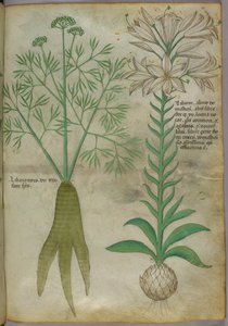 Botanische Illustration, um 1440 von Italian School
