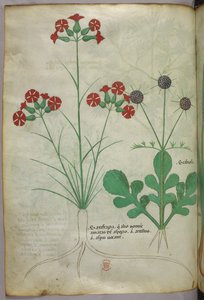 Botanische Illustration, um 1440 von Italian School