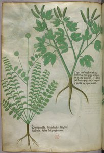 Botanische Illustration, um 1440 von Italian School