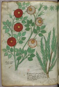 Botanische Illustration, um 1440