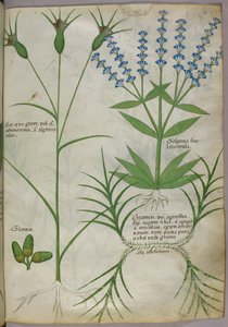 Botanische Illustration, um 1440