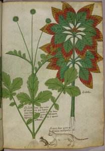 Botanische Illustration, aus Herbal, Tractatus de Herbis, Sloane 4016 f.40r, um 1440 von Italian School