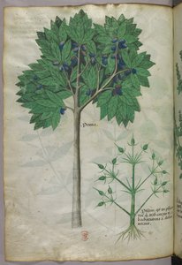 Botanische Illustration eines Obstbaums und einer Pflanze, um 1440 von Italian School