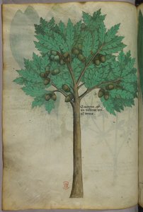 Botanische Illustration eines Nussbaums, um 1440 von Italian School
