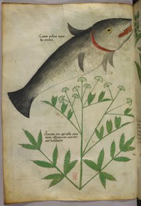 Botanische Illustration einer Pflanze und eines Fisches, um 1440