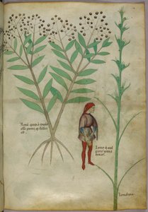 Botanische Illustration einer Pflanze und eines Mannes, der in einen Topf uriniert, ca. 1440 von Italian School