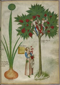 Botanische Illustration einer Pflanze und Jungen, die in den Ästen eines Obstbaums stehen und Früchte pflücken und zu einer Frau darunter werfen, um 1440 von Italian School
