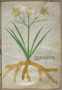 Botanische Illustration einer Pflanze, ca. 1440 von Italian School