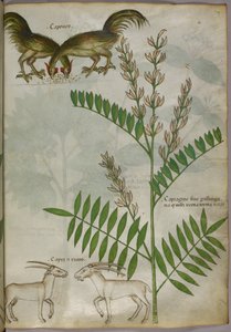 Botanische Illustration einer Pflanze, zwei Ziegen und zwei Vögel, um 1440 von Italian School