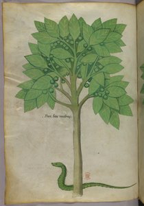Botanische Illustration eines Baumes und einer Schlange, um 1440