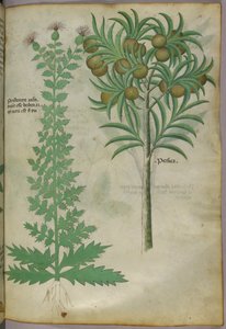 Botanische Illustration eines Melonenbaums, um 1440