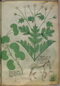 Botanische Illustration von Pflanzen und einem Esel, um 1440 von Italian School