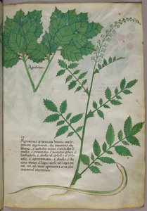 Botanische Illustration von Pflanzen und einer Schlange, um 1440