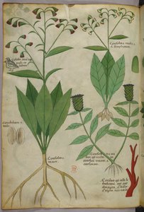 Botanische Illustration von Pflanzen und Korallen mit einer Schlange und einem Hirsch, um 1440