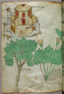Botanische Illustration von Pflanzen und Glasherstellung, um 1440