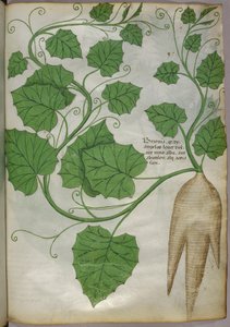 Botanische Illustration von Pflanzen, um 1440 von Italian School