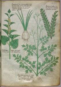 Botanische Illustration von Pflanzen, um 1440 von Italian School