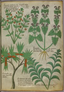 Botanische Illustration von Pflanzen, um 1440 von Italian School