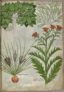 Botanische Illustration von Pflanzen, um 1440 von Italian School
