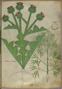 Botanische Illustration von Pflanzen, um 1440