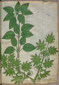 Botanische Illustration von Pflanzen, um 1440