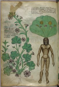 Botanische Illustration von Pflanzen, einschließlich einer Alraune mit einem nackten männlichen Körper als Wurzel, um 1440