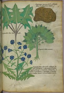 Botanische Illustration von Pflanzen, einschließlich eines Schwamms, ca. 1440 von Italian School