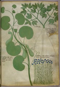 Botanische Illustration von Pflanzen, einschließlich Blumen, ca. 1440 von Italian School