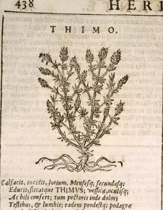 Gemeiner Thymian (Thymus vulgaris), Gravur von Castore Durante