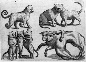 Verschiedene Arten von Monstern: Katzen und Kühe mit mehreren Körpern. Gravur aus „De monstrorum natura, causis et differentiis“ von Fortunio Liceti (1577-1656), italienischer Wissenschaftler. 1646 von Italian School