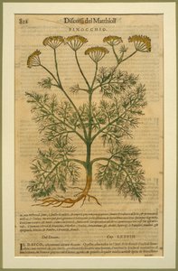 Fenchel, eine botanische Tafel aus den Discorsi von Pietro Andrea Mattioli, veröffentlicht in Venedig, 1570