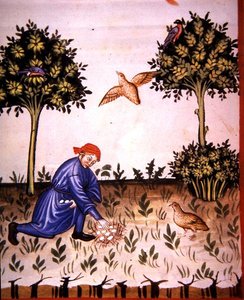 Fol.66v Sammeln von Rebhuhneiern, Illustration aus 
