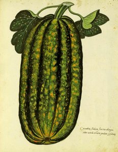 Grüner länglicher Kürbis von Ulisse Aldrovandi (1522 – 1605) Platte veröffentlicht in Piante Fiori Frutti von Italian School