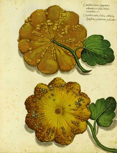 Erbstück-Kürbis von Ulisse Aldrovandi