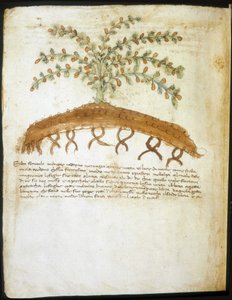Herbarium des 14. Jahrhunderts. Stadtbibliothek von Rimini. von Italian School