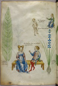 Illustration von Ackerschachtelhalm und Iris; Figuren, die Aspekte der menschlichen Sexualität darstellen, um 1440 von Italian School