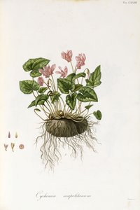 Efeublättriges Alpenveilchen - Cyclamen neapolitanum von Italian School