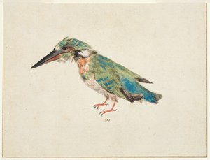 Eisvogel