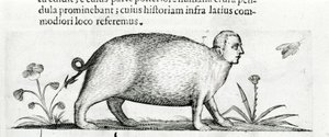 Die Manticore - in „De monstrorum natura causis libri duo“ von Fortunio Liceti.