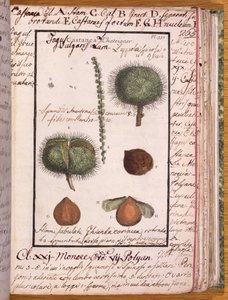 Ms 115 Kastanie, aus Dizionario di Botanica