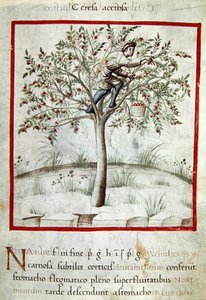 Ms 3054 f.25 Kirschen pflücken, aus 