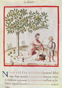 Ms 3054 fol.31 Ernten und Kochen von Kastanien, aus 