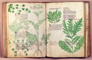 Pflanzen aus De Herbis von Manfredus de Monte Imperiali von Italian School
