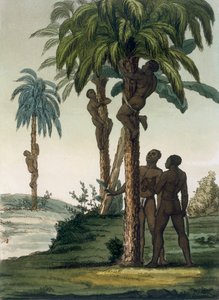 Einheimische klettern mit Schlingengurten um ihre Hüften auf Palmen, 1820er-30er Jahre